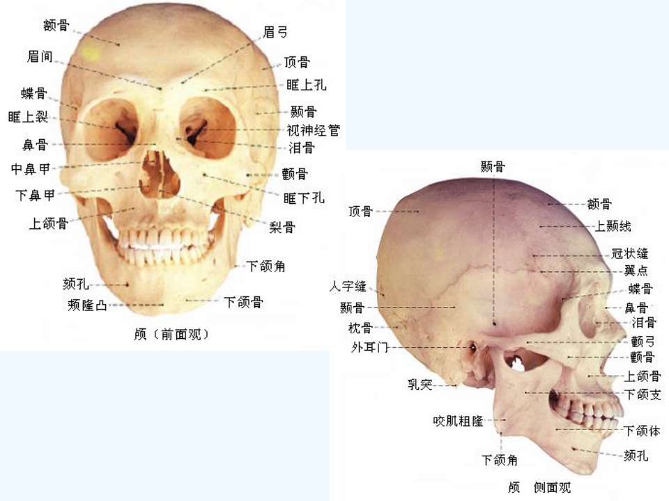 人体骨骼和肌肉图