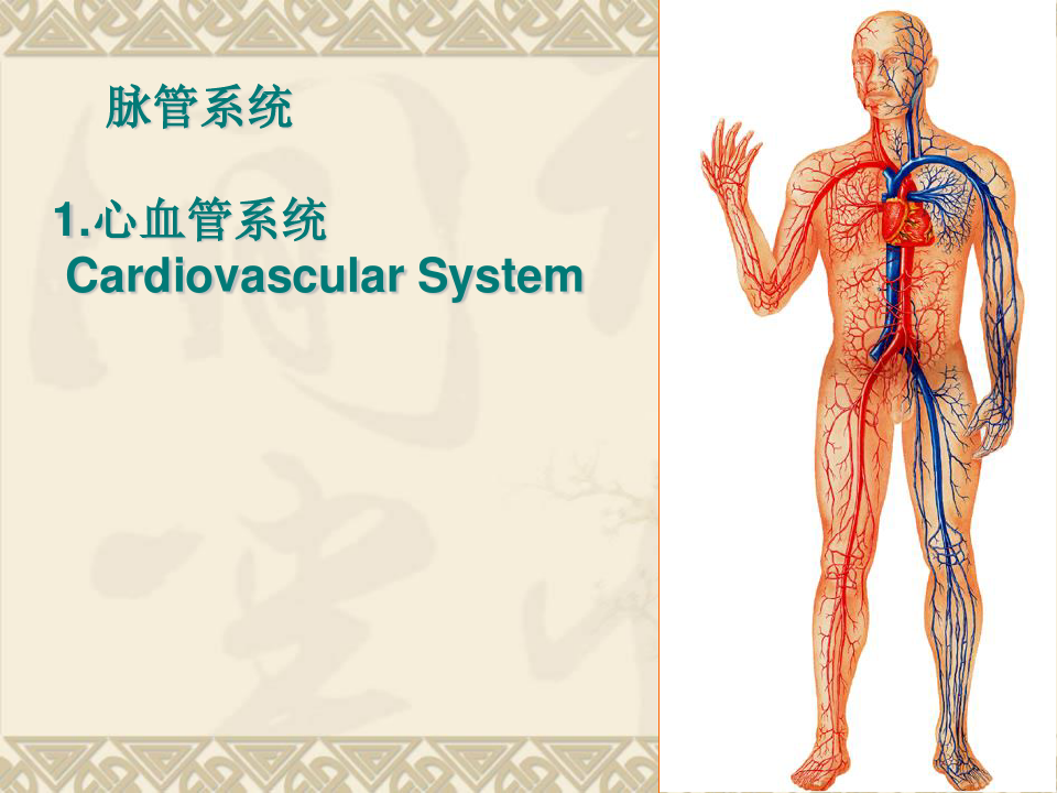 系统解剖学课件：-脉管学总论、心