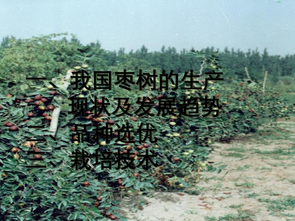 枣树优良品种及丰产栽培技术
