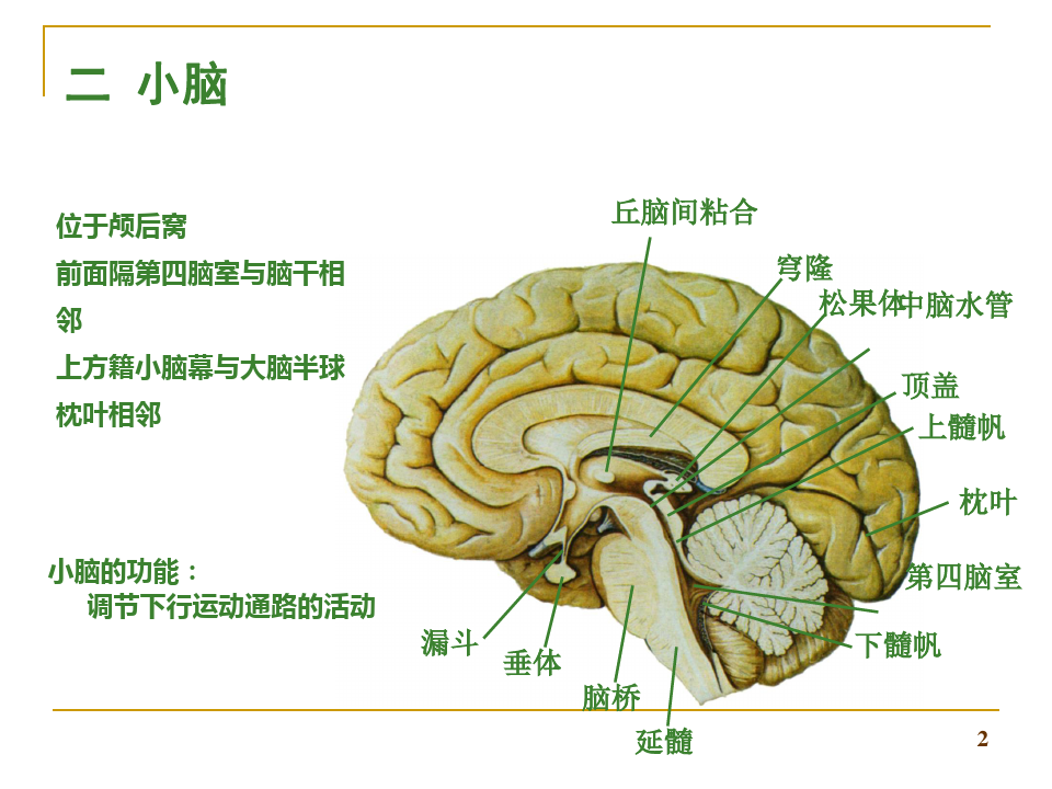 2013人体解剖学神经系统