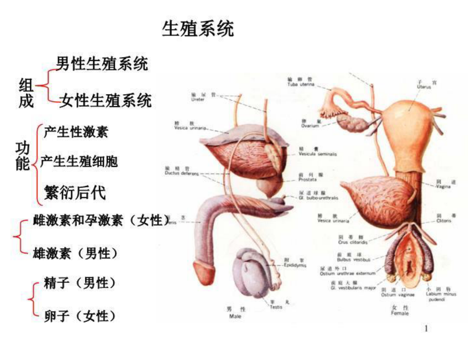 人体解剖之男性生殖系统