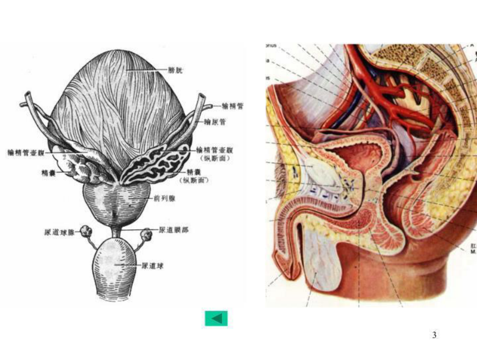 人体解剖之男性生殖系统