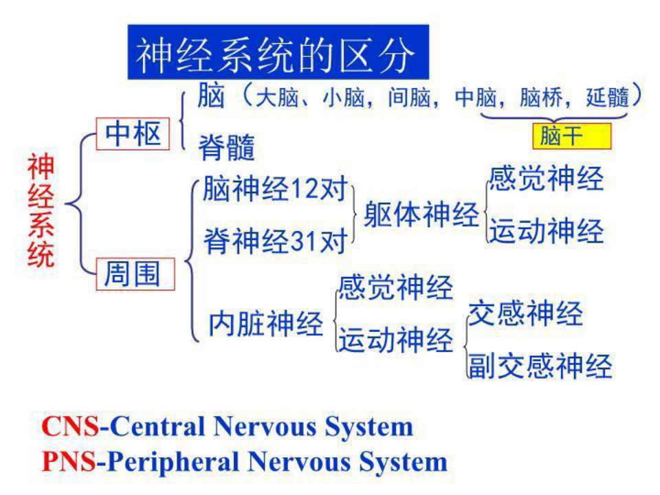 -1神经系统总论 PPT课件