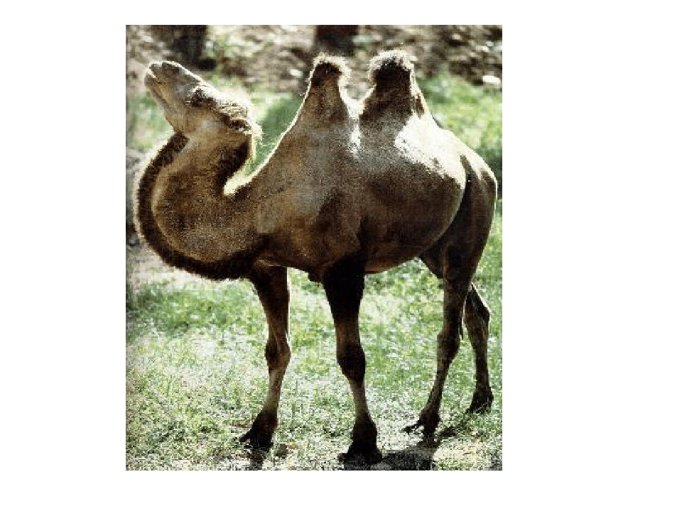 三年级找骆驼课件