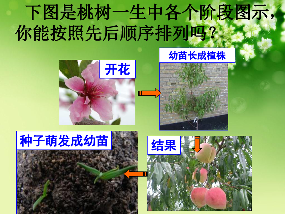 第三节植物的开花和结果优秀课件
