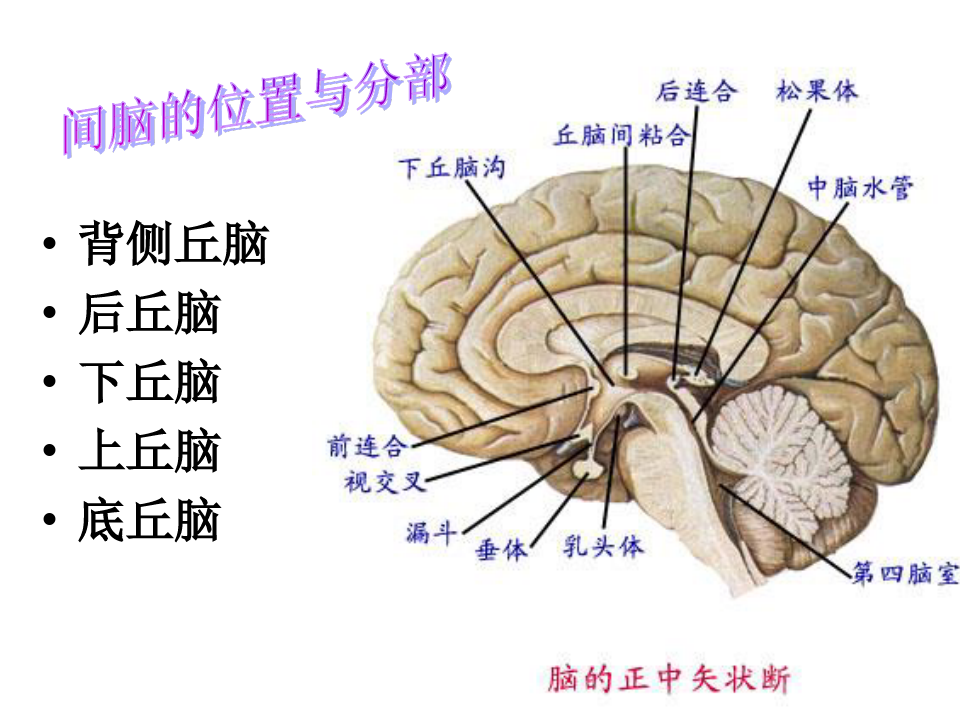 关于间脑小脑和端脑人体解剖学课件
