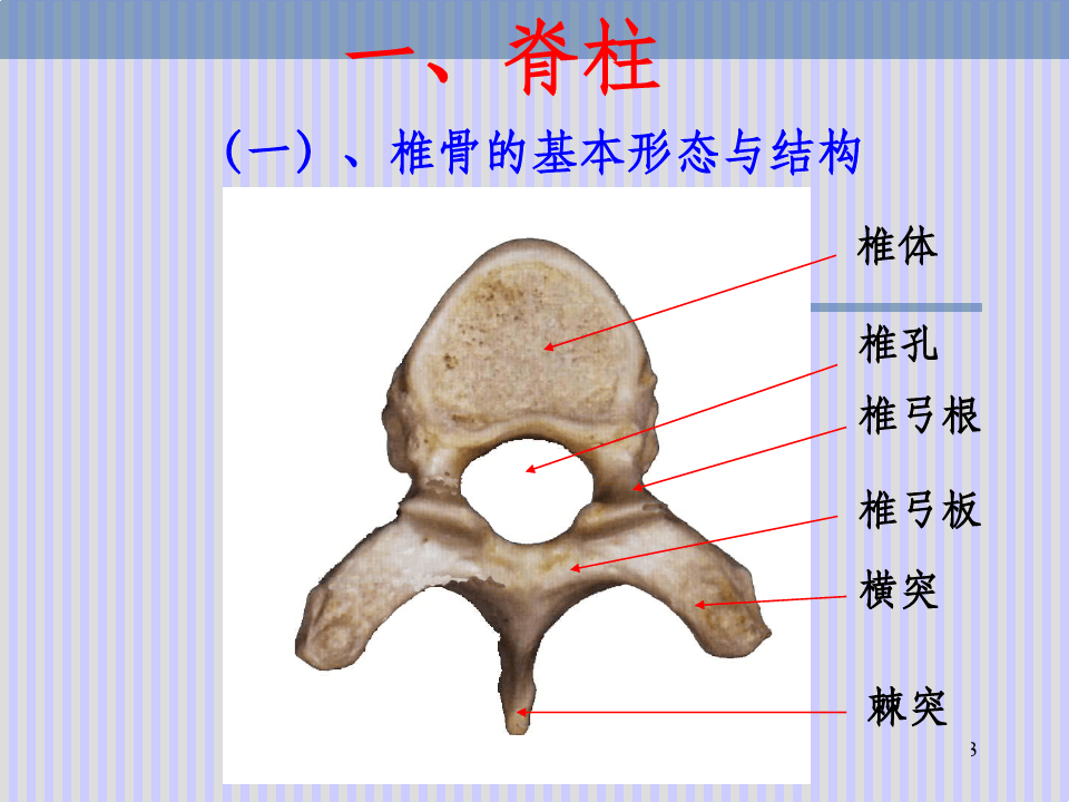 脊柱解剖图(完整)
