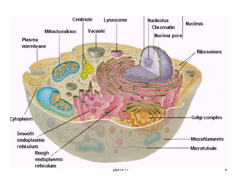 《细胞内膜系统h》PPT课件