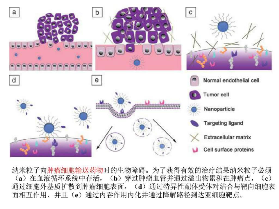 纳米科技导论-11-纳米材料的生物毒性