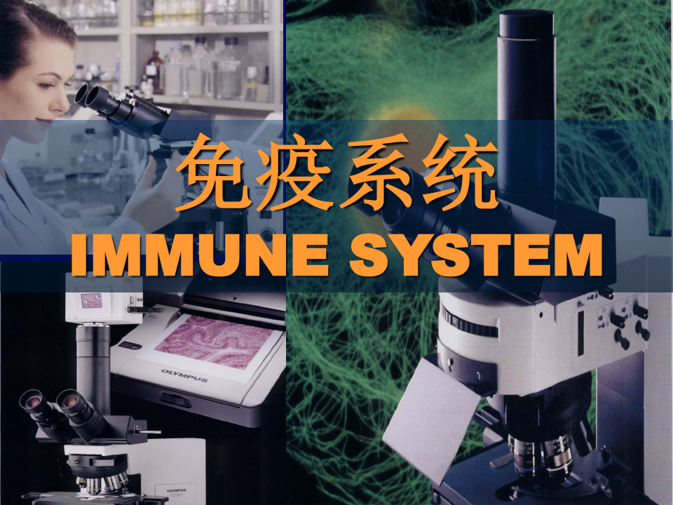 组织学与胚胎学10免疫系统