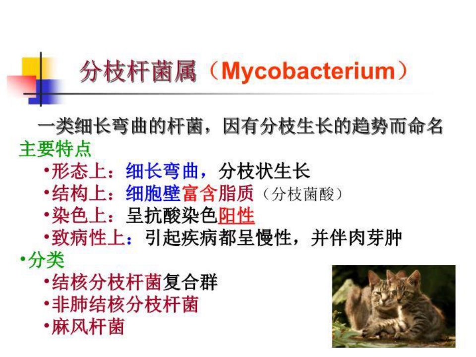 3呼吸道感染细菌-TB