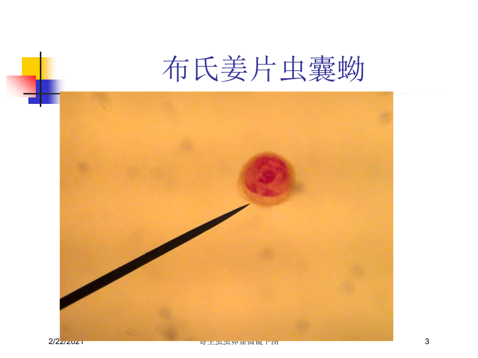 寄生虫虫卵显微镜下图课件