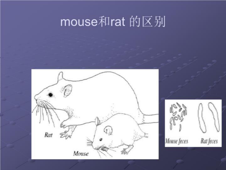 最新(大鼠)常用实验动物生物学特点及其在生物医学