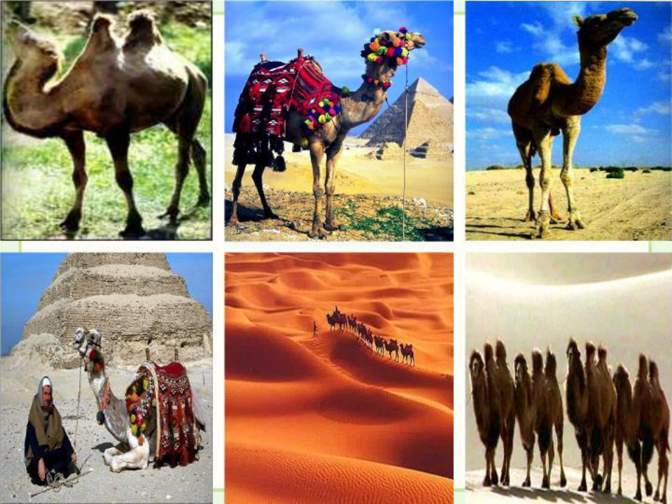 《找骆驼》教学课件