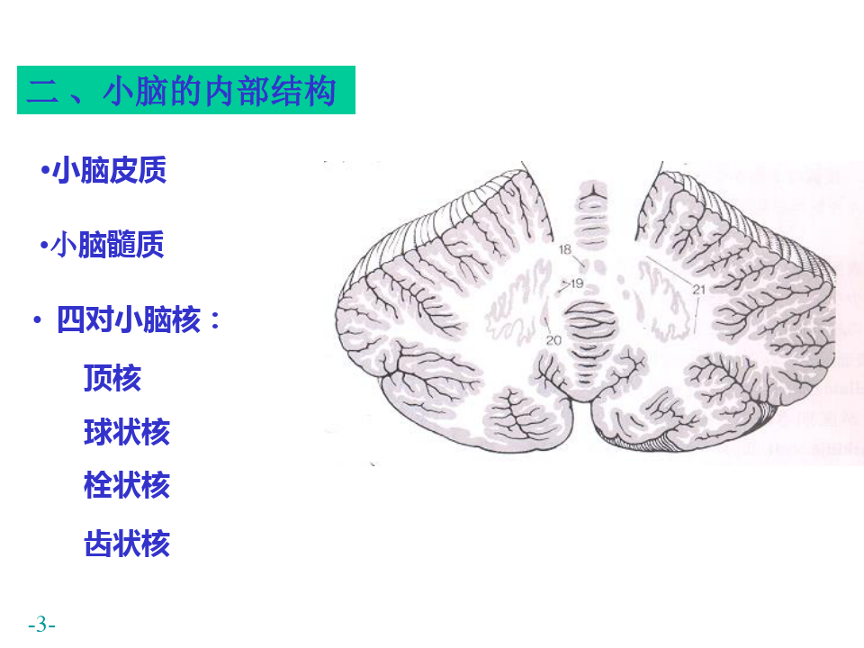 系统解剖学——小脑间脑端脑_PPT幻灯片