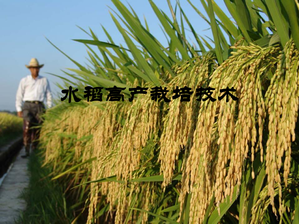 水稻高产栽培技术-