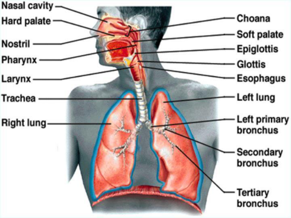 生理学呼吸系统 PPT课件