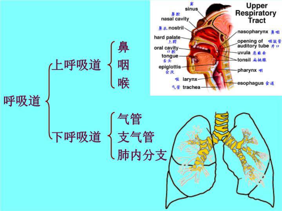 生理学呼吸系统 PPT课件