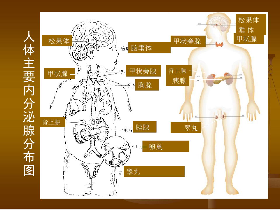 人体解剖学-内分泌系统