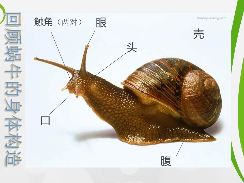 2-3 蜗牛(二)精品PPT课件
