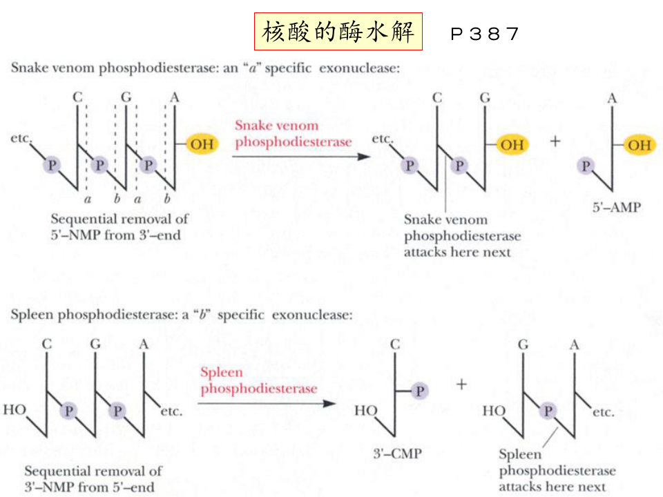 生物化学与分子生物核苷酸代谢及代谢调控PPT课件