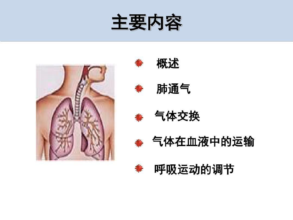 生理学呼吸系统132页PPT