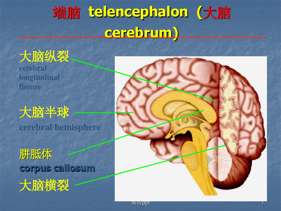 端脑telencephalon大脑cerebrum