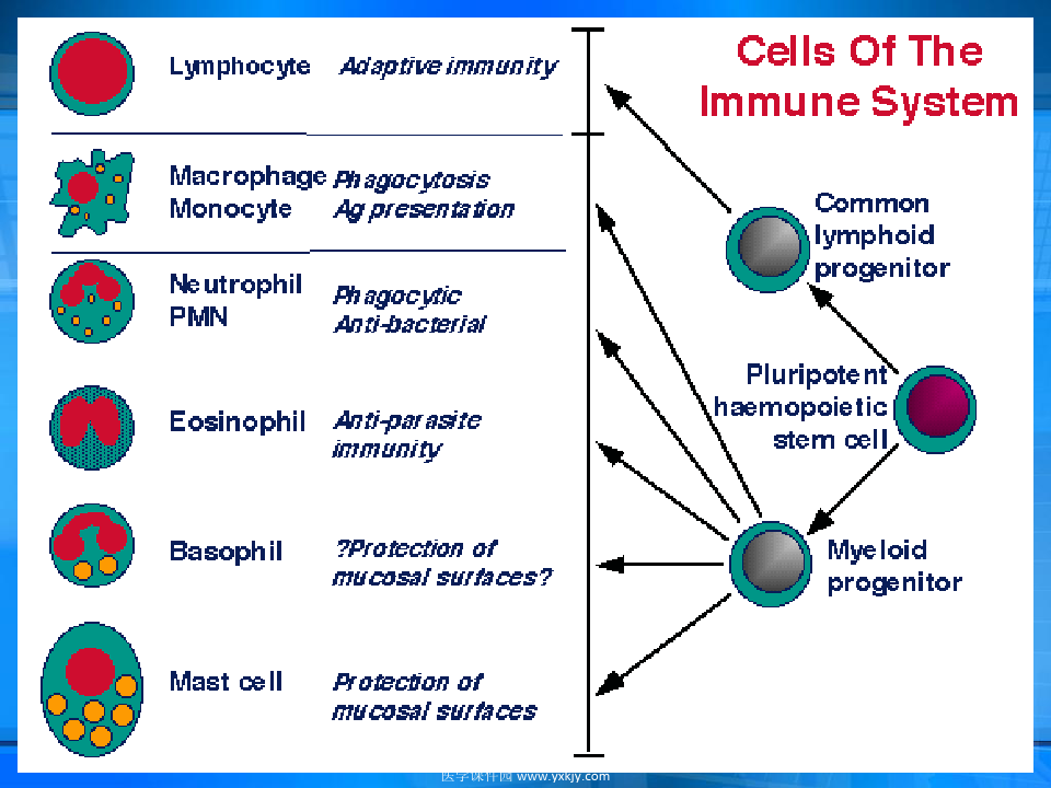 北大基础医学免疫学PPT课件02免疫细胞和免疫器官