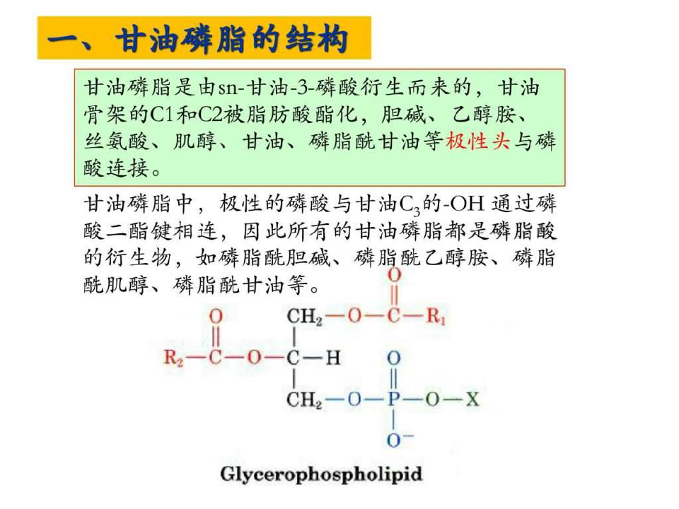 2012生物化学脂质