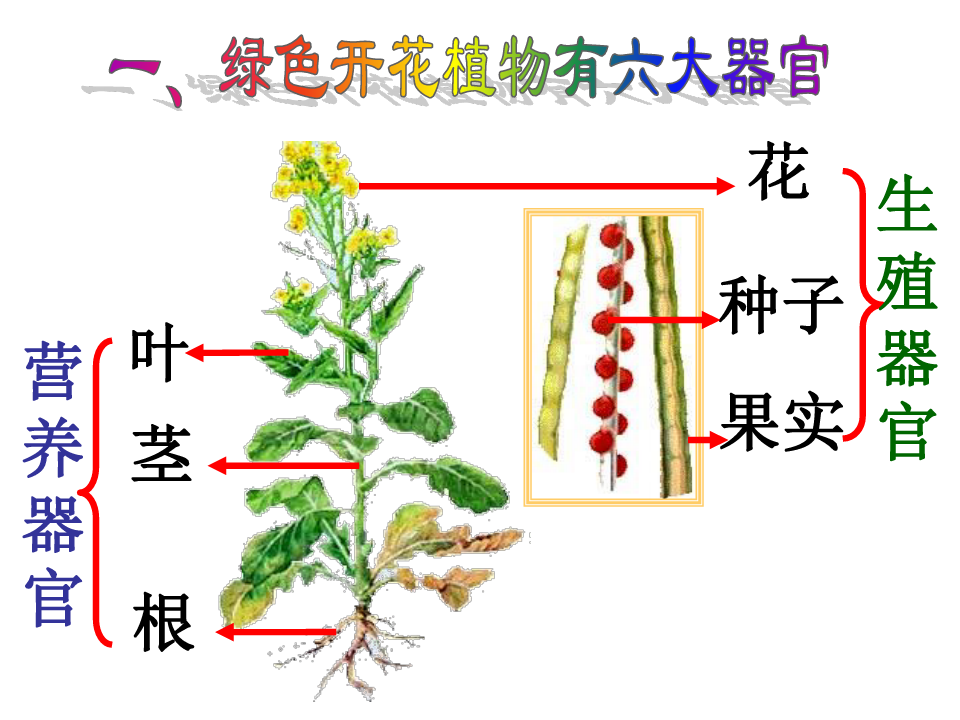 第三节植物体的结构层次