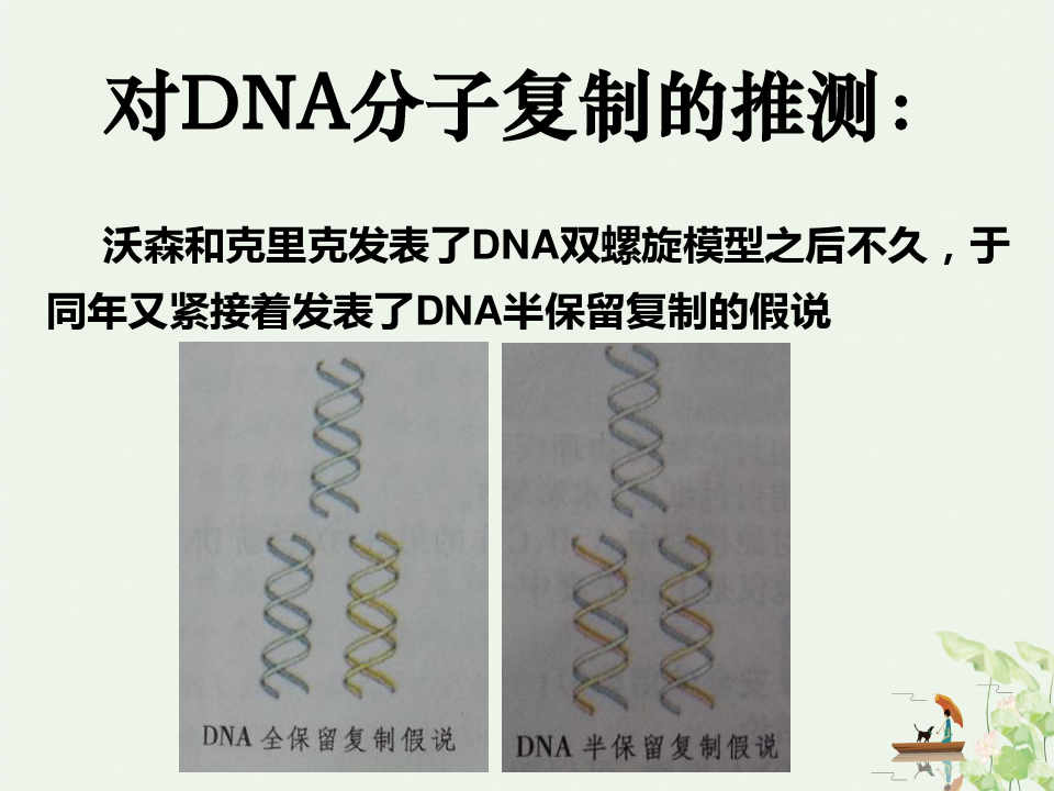 苏教版高中生物必修二 DNA分子的复制