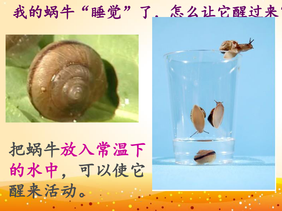 2.3蜗牛(2)PPT课件