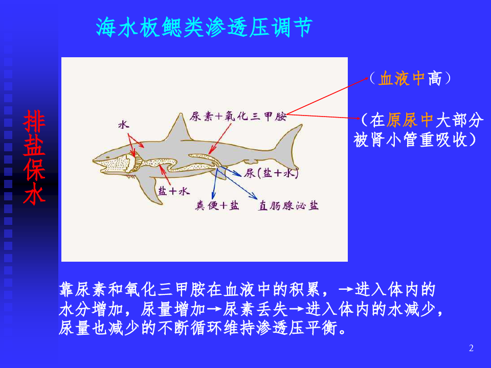 动物生理学-鱼类渗透压调节PPT精选文档