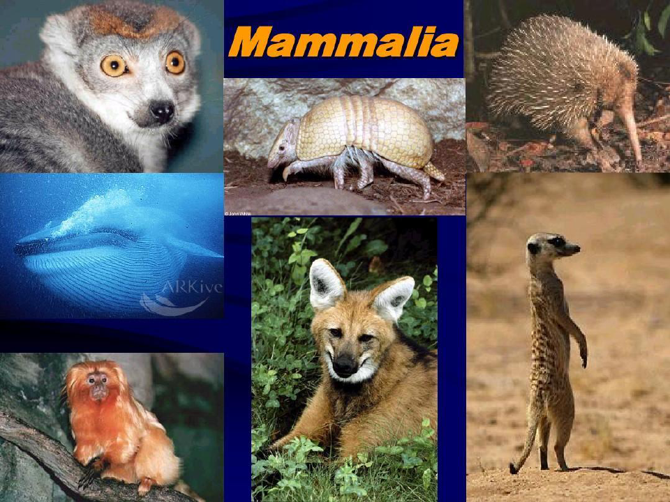 哺乳动物英文介绍共28页
