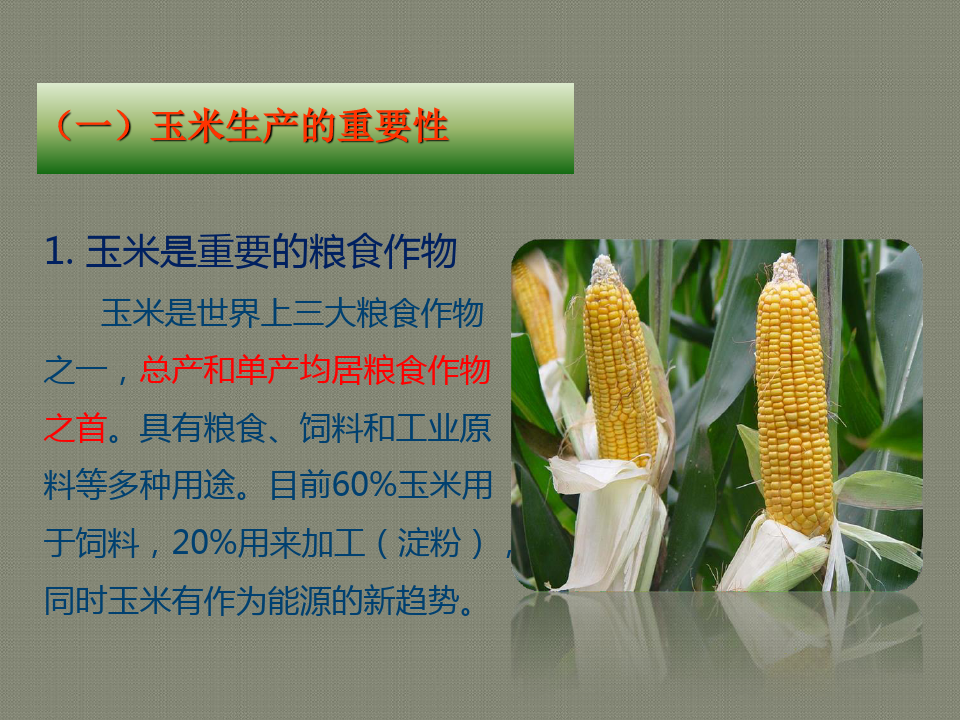玉米种植技术