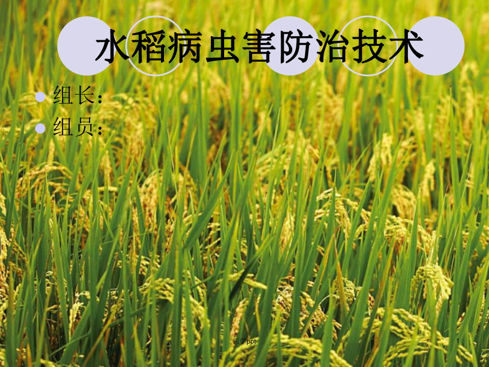 水稻病虫害防治技术