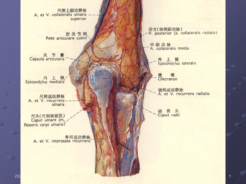 肘关节解剖 ppt课件