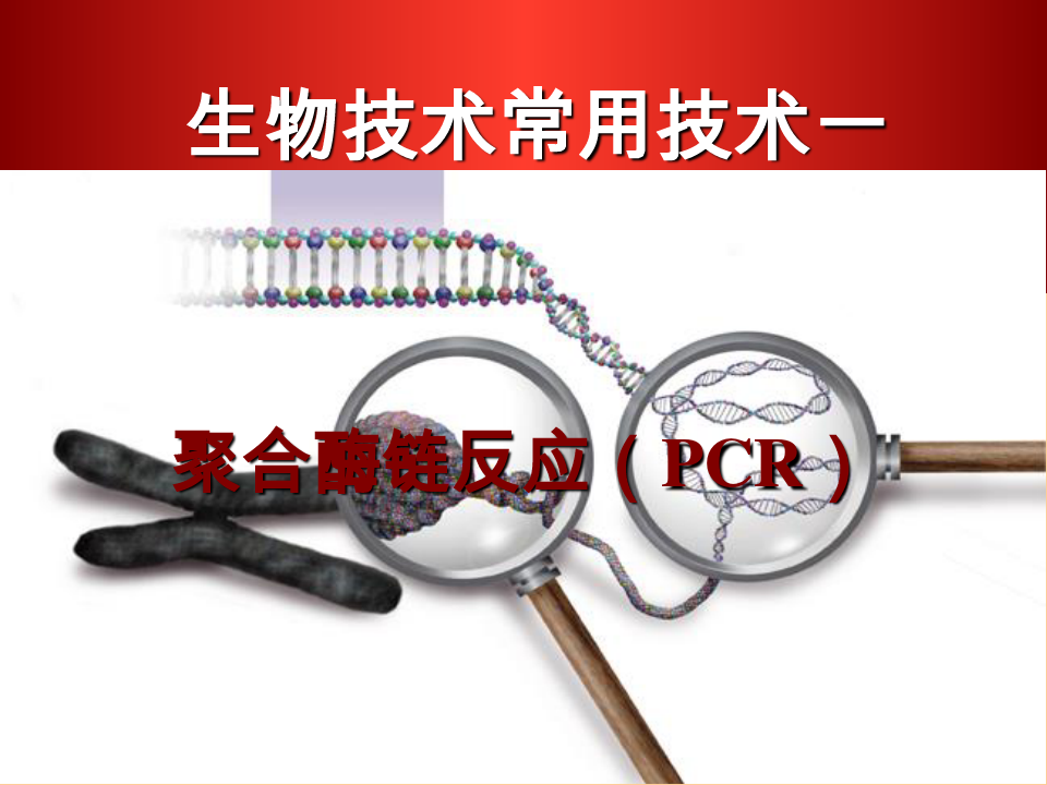 生物技术常用技术(1)-PCR技术及应用