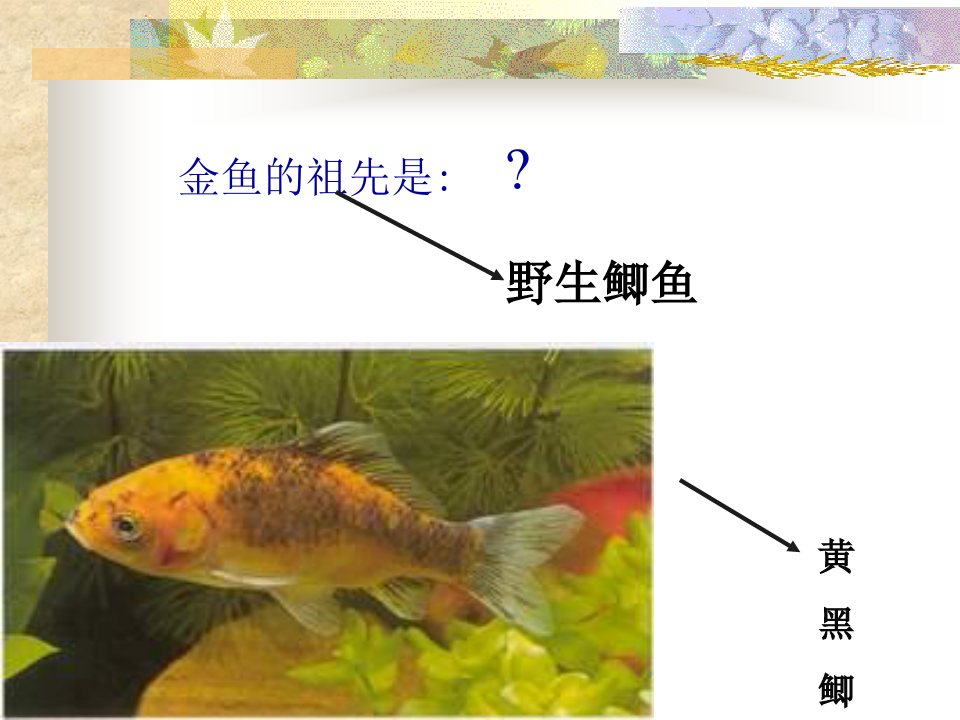 4金鱼品种与分类.ppt