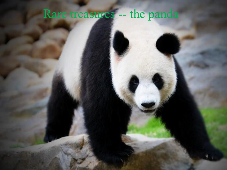 保护大熊猫PPT(英语版)-2