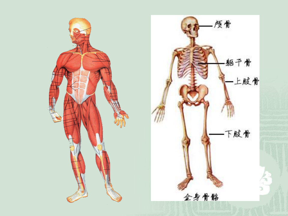 系统解剖学运动系统