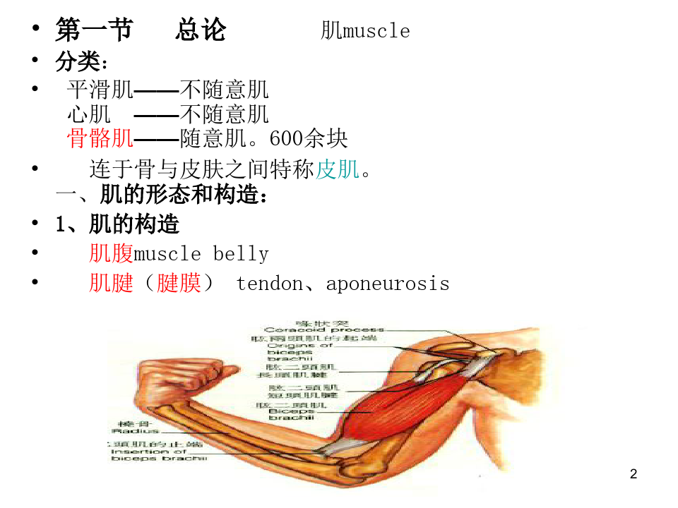 人体解剖学PPT：肌肉