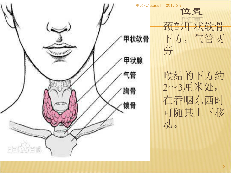 甲状腺的解剖结构
