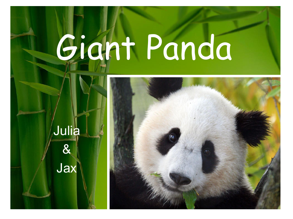 Introduction-of-Giant-Panda大熊猫英文介绍PPT课件
