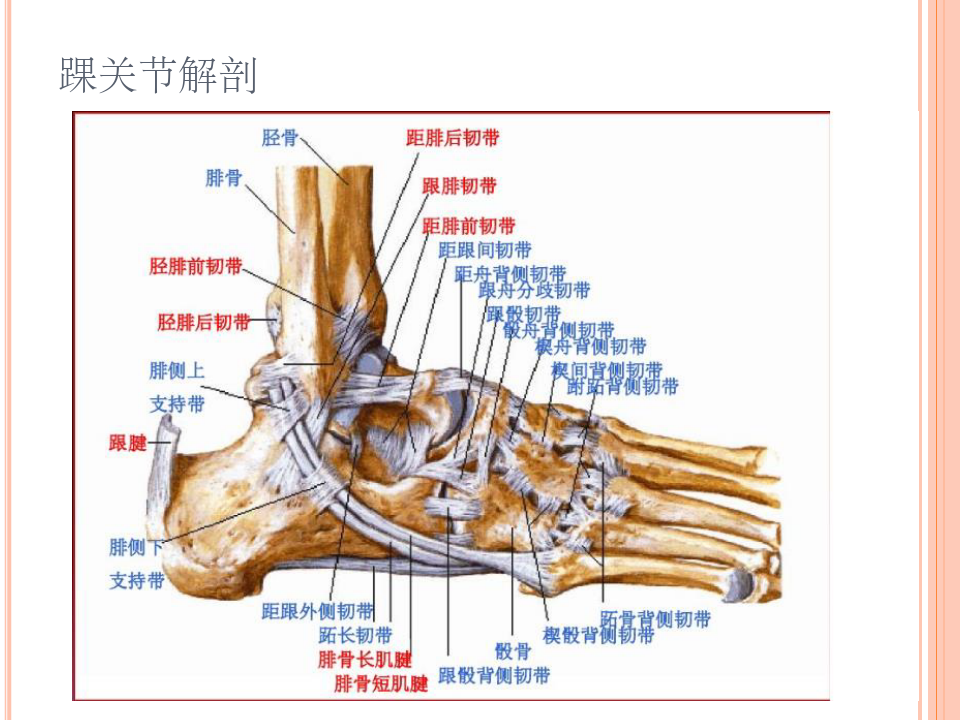 踝关节MRI解剖和常见损伤类型ppt课件