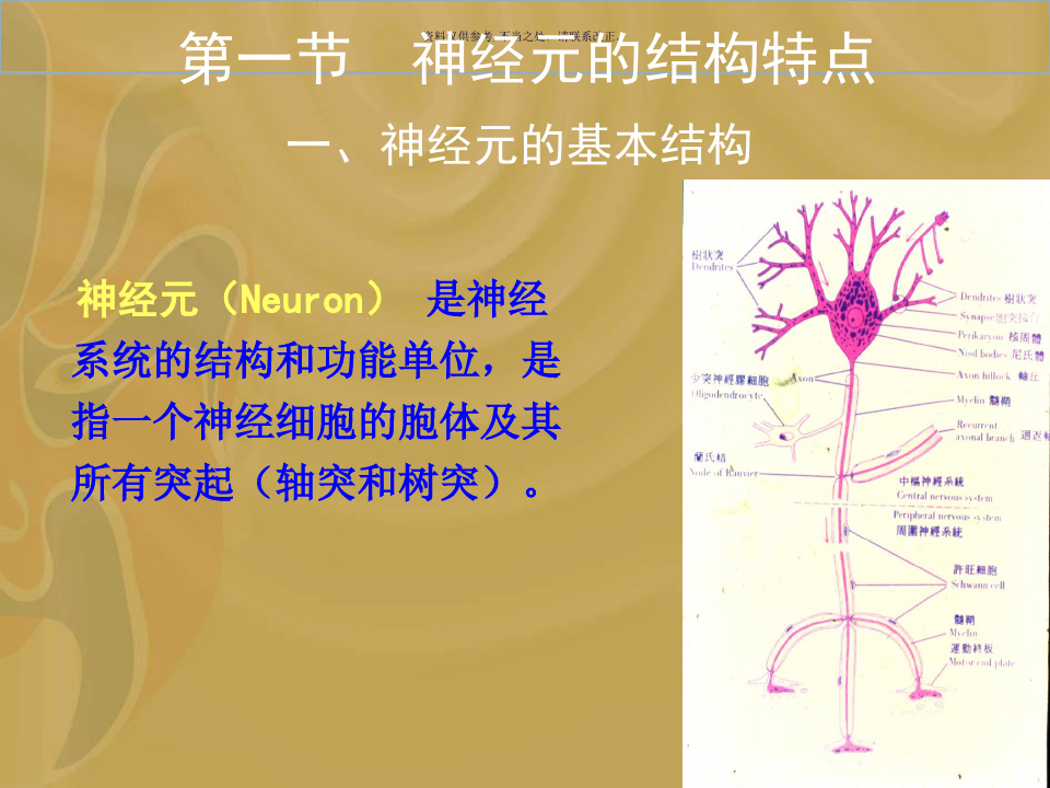 神经元的结构和功能
