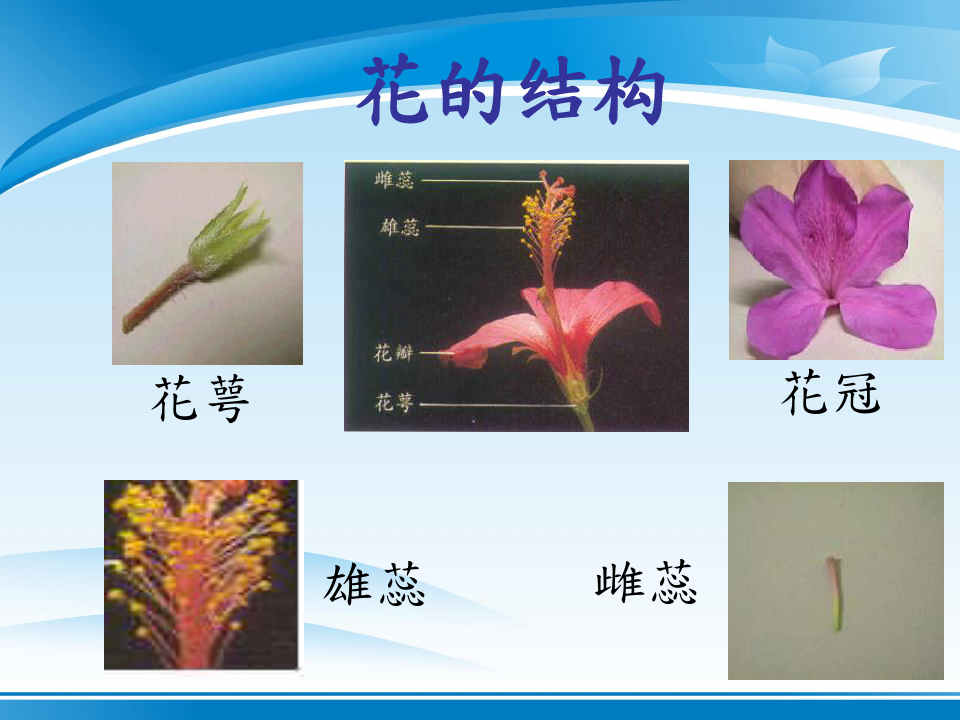 《植物的开花和结果》PPT课件
