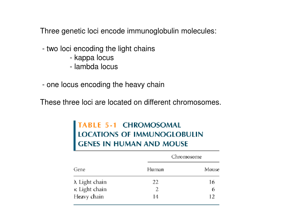 抗体的多样性是如何产生的antibody