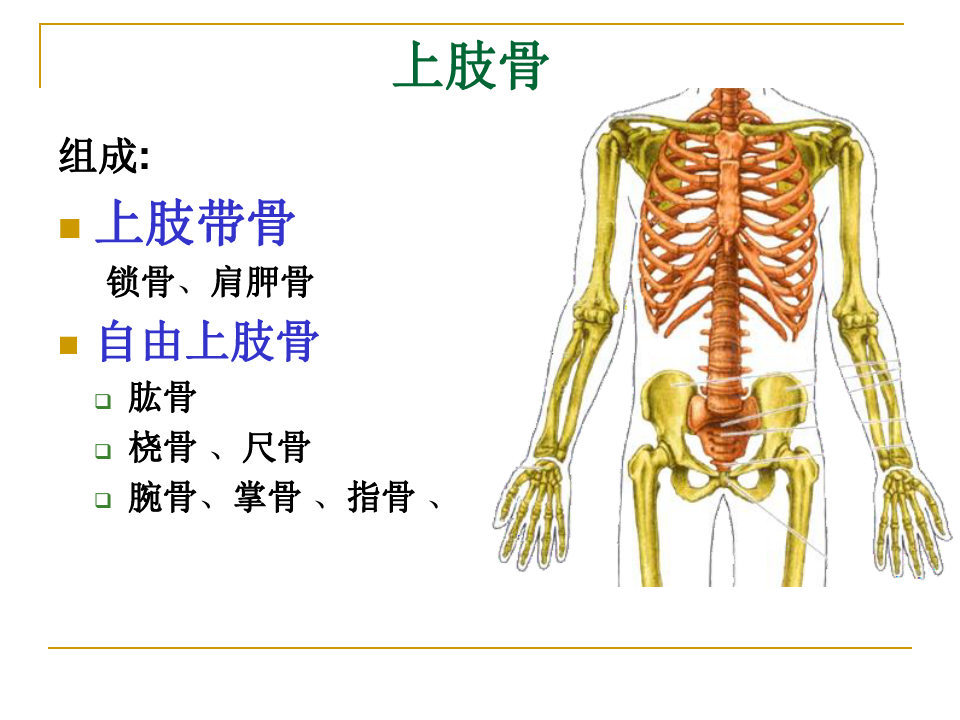 人体解剖学上下肢骨