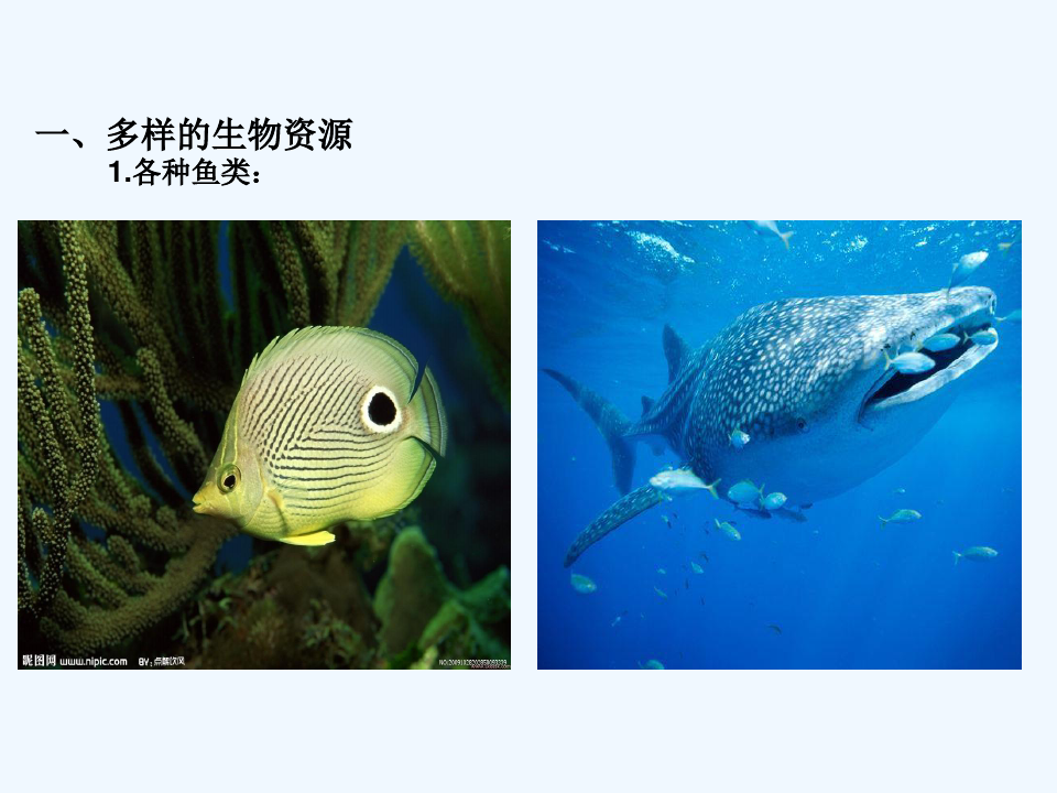 第四节中国的海洋资源